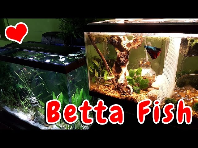 My Betta Fish Tank Setup UPDATE