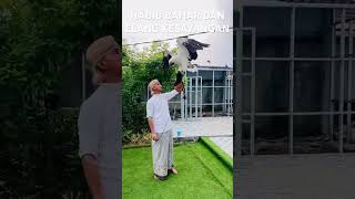 Download lagu elang laut dada putih (wbse )usia mature #elang #falconry #wbse #eagles mp3