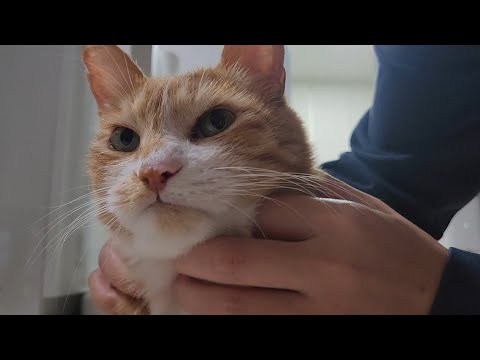 굿밤 지단