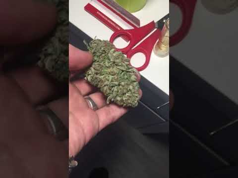 The best strain ever grand daddy kush