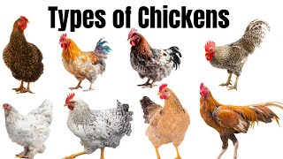 Exploring a Variety of Chicken and Rooster 🐓