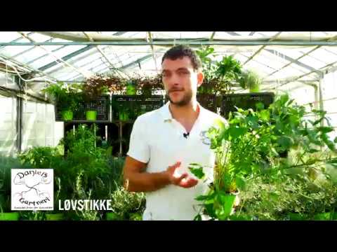 Daniel's Gartneri - Løvstikke