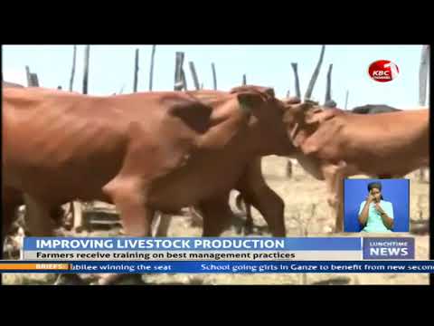 Beef farmers in Samburu move from traditional cattle keeping practices to improved breeds