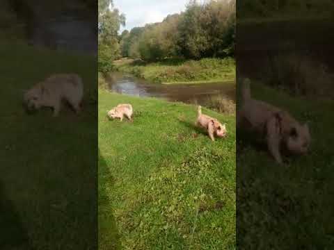 Batson's Happy Dogs video.