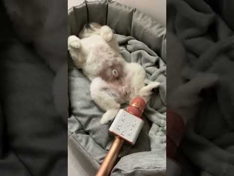 Petit chien mignon qui pète vraiment drôle 😄😅😆 #shorts