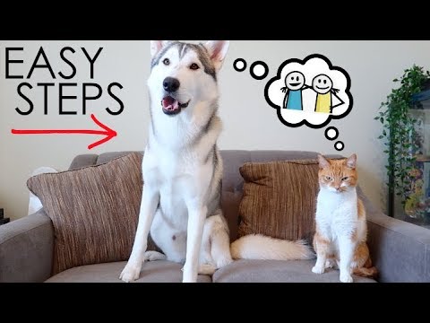 YouTube video about: Do pomskies like cats?