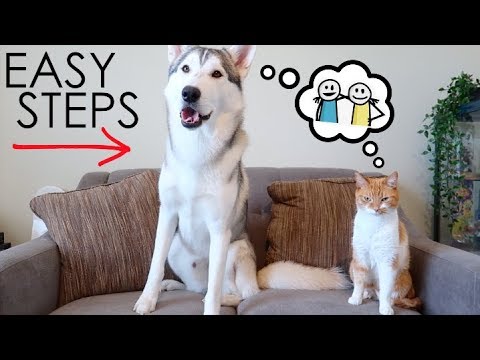 Cats And Huskies - Easy Steps To Safely Live Together!