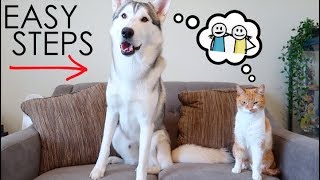 Cats And Huskies - Easy Steps To Safely Live Together!