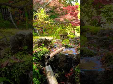 鶏は雪の中に行けるのか？彼らはそれを恐れているのでしょうか？最初に考慮すべき5つのこと!  庭園