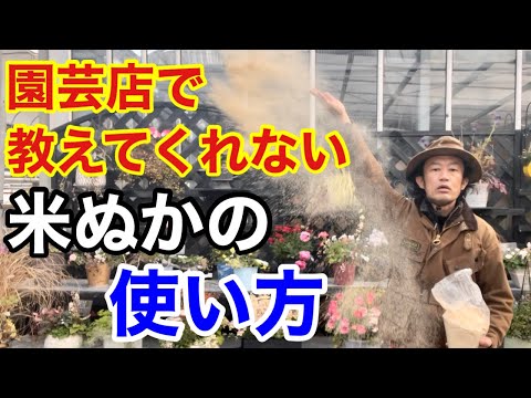 なぜクリスマスサボテンに砂糖をまくのでしょうか？この自家製肥料のメリットとデメリット  庭園