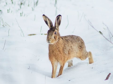 Tavşan Avı 2015 Karda Kopayla - Caccia alla Lepre, Lievre, Hare