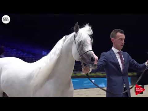 N.149 AL KHATAB AL THANI - Paris 2018 - Senior Stallions (Class CM 6B)