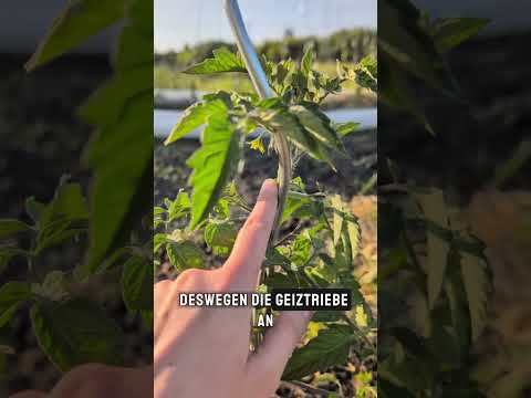 ausgeizen Schritt für Schritt erklärt #Tomate #Gartentipps #ausgeizen #Gemüsegarten #tomaten