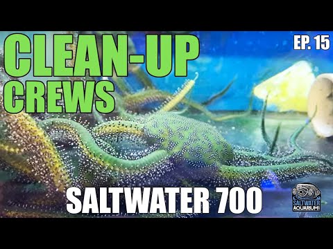 Using CLEAN-UP Crews As Saltwater Tank Automation - Saltwater 700