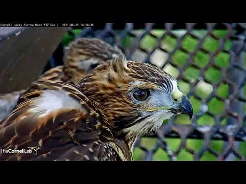 Fledglings K1 and K3 Keep Watch At Cornell Hawks Nest – June 25, 2021