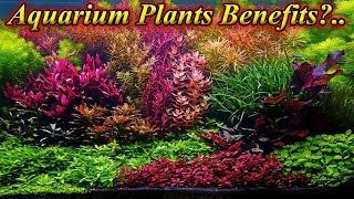 How Aquarium Plants Make Fish Growth Faster, Give More Oxygen And Remove Waste / Fish Aquarium Tamil