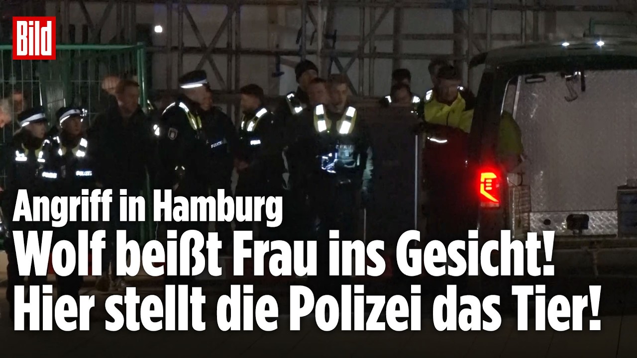 Wolf-Angriff in Hamburg: Frau (65) ins Gesicht gebissen! Polizei übergibt Tier an Jäger!
