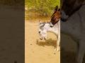 Alone But Happy #donkey #naturesounds #animalcare