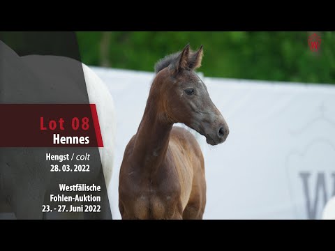 Fohlen-Auktion Lot 08 Hennes Hengst v. Hickstead Blue - Cornet Obolensky