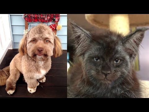 The Cats and Dogs with a Human Face | The animals with a human face