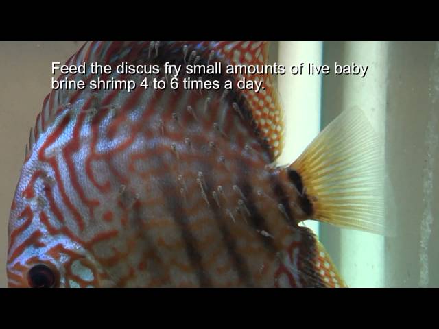 Discus Fish Breeding Tip - Stopping Discus Pairs from Eating Fry