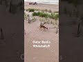 Outer Banks Whitetails