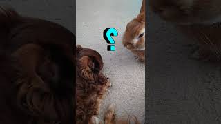大激怒　#癒し #うさぎ #うさぎの日常 #うさぎのいる暮らし #犬 #愛犬 #愛犬との暮らし #チワワ #チワワ大好き #怒る犬 #不思議な関係