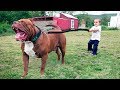 The BIGGEST PITBULL In The World