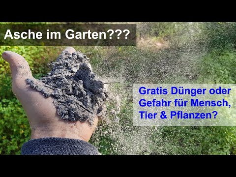 Free fertilizer ash in the garden | But be careful, these dangers are lurking | Follow these rules