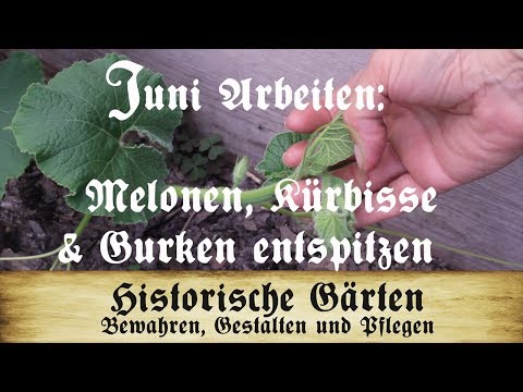 , title : 'Arbeiten im Juni: Melonen, Kürbisse und Gurken entspitzen'
