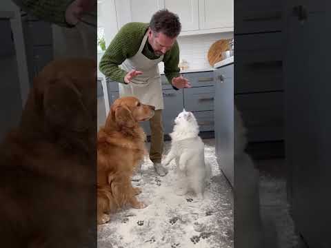 Gato reina del drama culpa al perro y monta un espectáculo épico