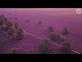 Paarse heide! Zo mooi staat de Veluwe in bloei (Drone)