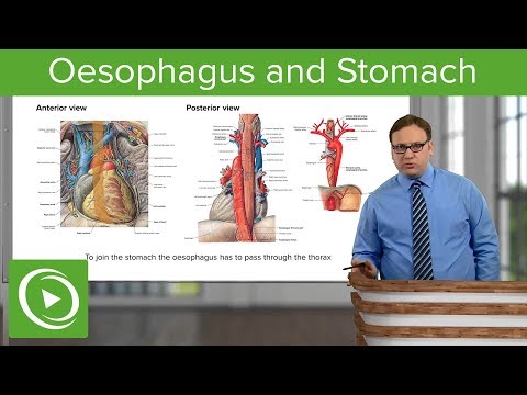 Oesophagus & Stomach – Abdomen | Lecturio