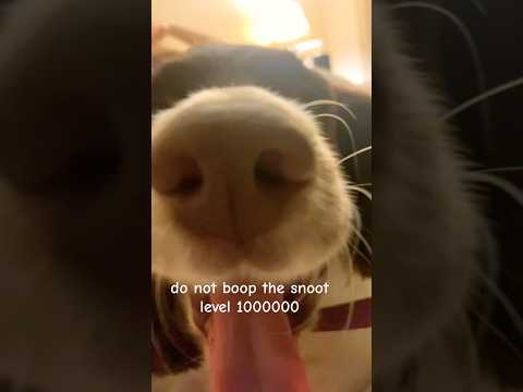 whatever it takes to keep my channel alive! #letmeoutofthebasement #dog #cute #alien #art #kandikid