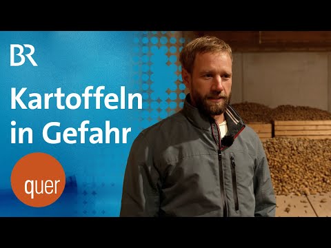 Video Thumbnail: Schädling bedroht Bayerns Ernte: Zikade macht Kartoffeln ungenießbar | quer vom