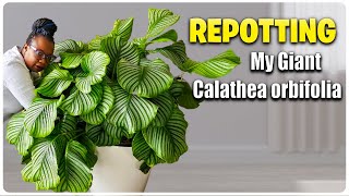 Repotting a Giant Plant | I Was Not Ready for This Orbifolia