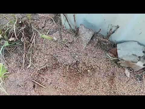 Termites & Ants Coexisting in the Landscape in Skillman, NJ