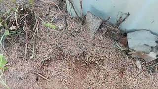 Termites & Ants Coexisting in the Landscape in Skillman, NJ