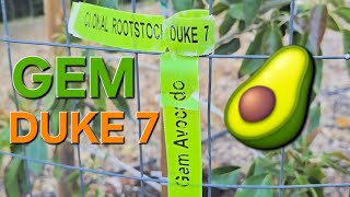 PLANTING 2 GEM AVOCADO TREES ON DUKE 7 CLONAL ROOTSTOCK IN CLAY