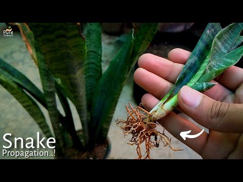 YouTube video about: Does mint plant attract snakes?