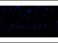 REUPLOAD Preview 2ERC Effects Sponsored By P2E In G Major 6 360P