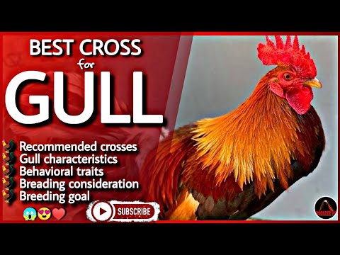 Some of the great combination of this Gull chicken.