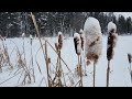 Video Thumbnail for Madge Lake,  Duck Mountain Provincial Park near Kamsack,  Saskatchewan 