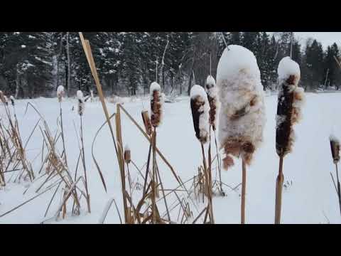 Video Thumbnail for Madge Lake,  Duck Mountain Provincial Park near Kamsack,  Saskatchewan 