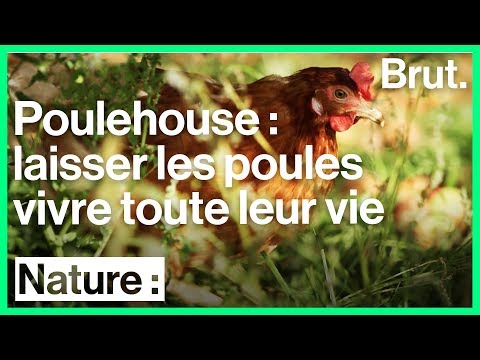The Poulehouse project lets the hens live their entire lives