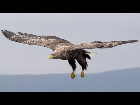 Magnificent White Tailed Eagles of Scotland 🦅| Scotland 🌎 🏴󠁧󠁢󠁳󠁣󠁴󠁿 | Wild Travel | Robert E Fuller