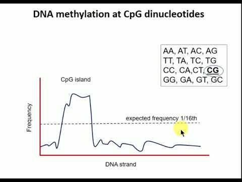 Forward and Reverse Genetics - Epigenetics