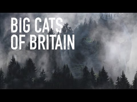 Big Cats of Britain - Grizzly Documentary