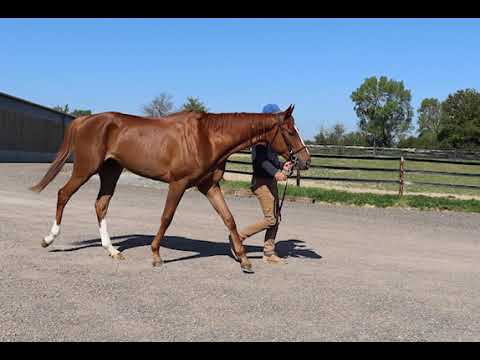 SYNDICATION ILYVA ( AQPS de 3 ans par Voiladenuo)