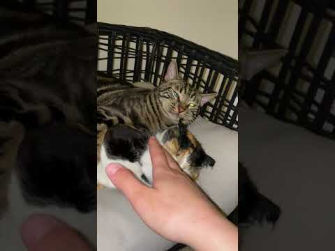 Chase won’t let me take Millie to the vet #shorts